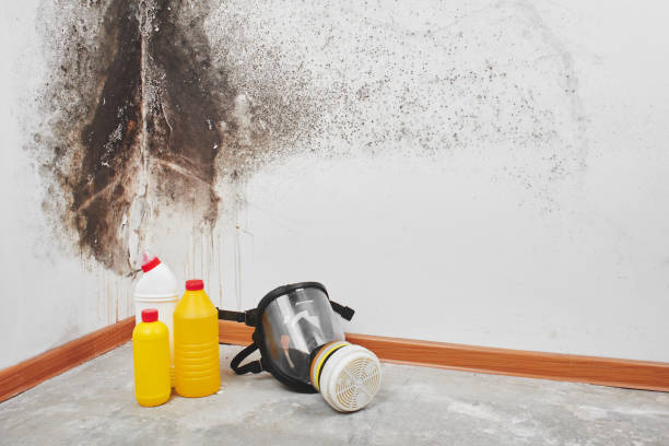 Best Professional Mold Removal  in New Egypt, NJ