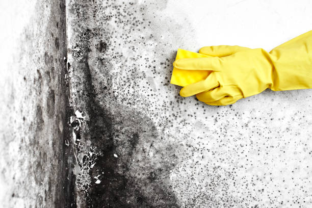 Best Toxic Mold Removal  in New Egypt, NJ