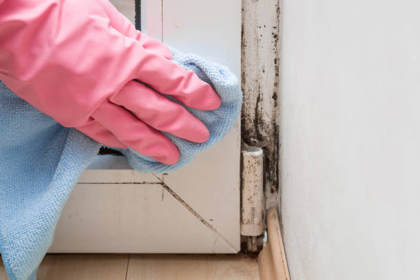 Best Commercial Mold Removal  in New Egypt, NJ